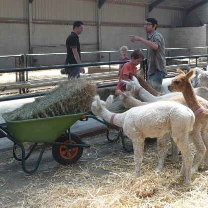 Alpaca Feestje!